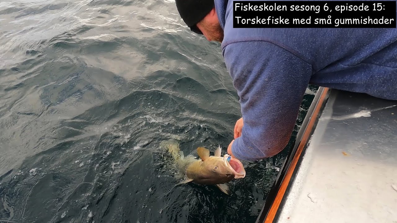 Fiskeskolen sesong 6, episode 15_ Torskefiske med små gummishader