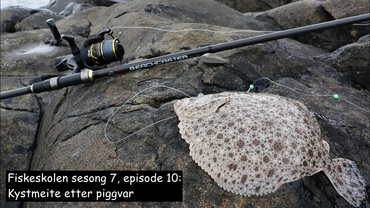 Fiskeskolen sesong 7, episode 10_ Kystmeite etter piggvar