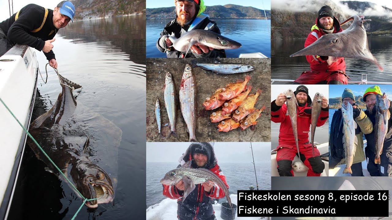 Fiskeskolen sesong 8, episode 16- Fiskene i Skandinavia